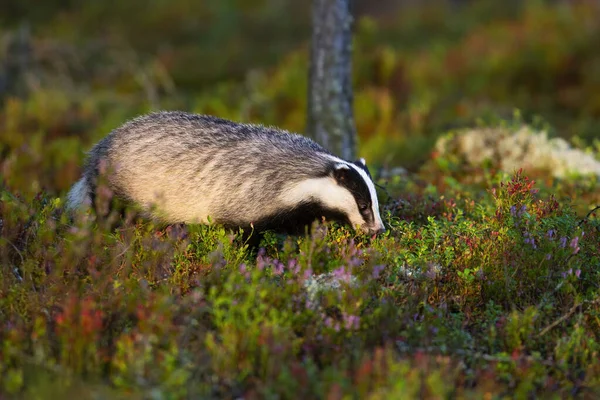 Adorable european badger sniffing dan berjalan melalui moorland lingonberry — Stok Foto