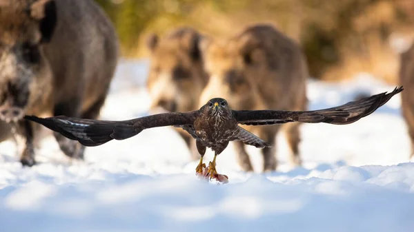 Dominujący myszołów z dużymi skrzydłami latający nad śniegiem z mięsem w pazurkach — Zdjęcie stockowe