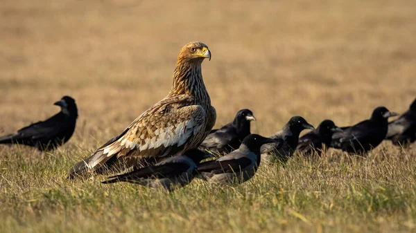 Eastern imperial eagle with crow flock looking on field — Stock Photo, Image
