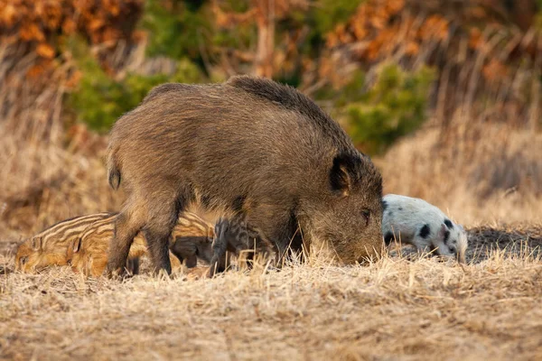 Wildschweinmutter mit Ferkeln füttert im Frühjahr Feld — Stockfoto