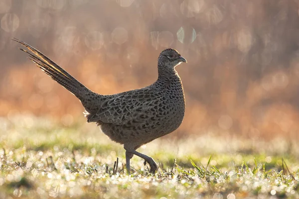 Fagiano comune femmina che cammina sull'erba durante la pioggia in primavera — Foto Stock