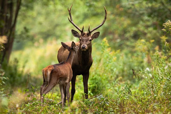 Két vörös szarvas áll az erdőben a nyári természet — Stock Fotó