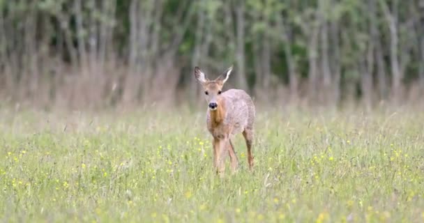 Roe geyik dişi yeşil bir çayırda yürüyor ve yaklaşıyor. — Stok video