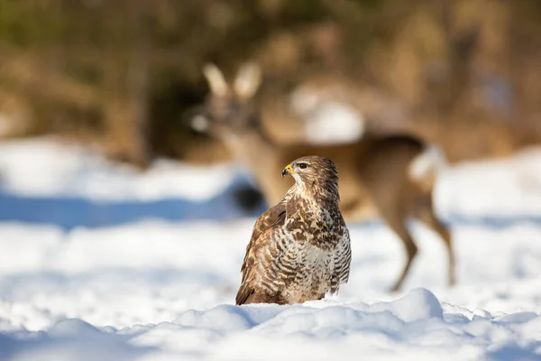 Arka planda geyik yumurtası ile karda oturan sakin bir akbaba. — Stok fotoğraf