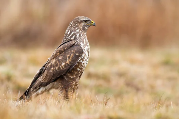 Waarschuw buizerd die op droog gras staat en opzij kijkt met kopieerruimte — Stockfoto