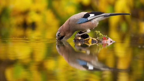 Žíznivý eurasijské jay pitná voda z malého ostrůvku v lesním jezeře — Stock fotografie