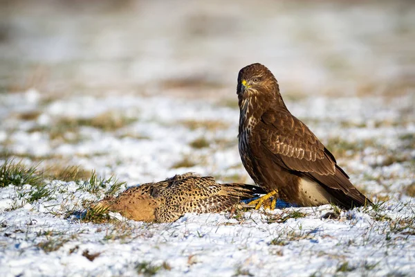 Dominant common buzzard sitting on the snowy field with its prey in winter — Stock Photo, Image