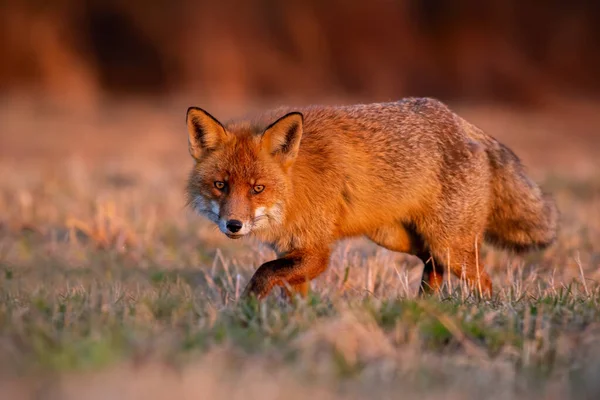 Wild red fox sneaking on meadow in autumn sunrise. — Stock Photo, Image