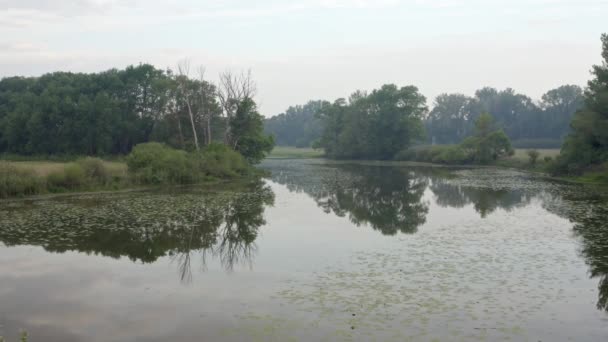 河水蜿蜒，绿油油飘浮在水面上，老柳树残破 — 图库视频影像