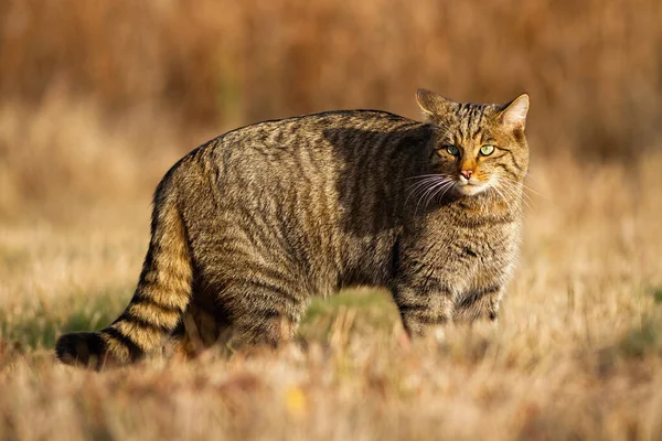 Die erwachsene europäische Wildkatze jagt im Herbst auf der Wiese im Sonnenlicht — Stockfoto