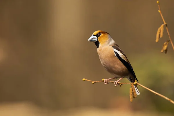 Kleurrijke hawfinch zittend op de bloeiende hazelaar takje op zonnige lentedag — Stockfoto