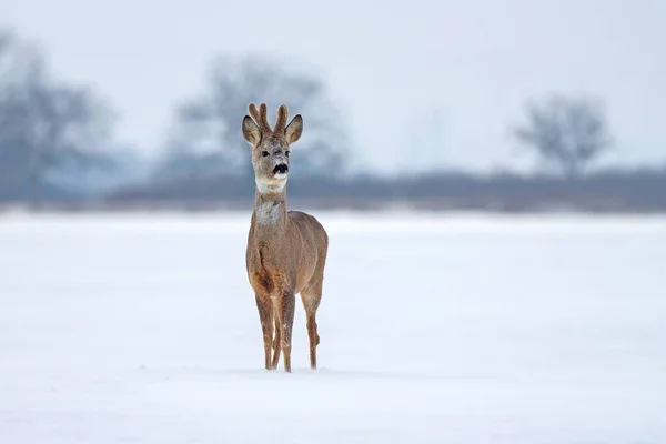 Ciervo buck en invierno en la nieve desde la vista frontal. — Foto de Stock