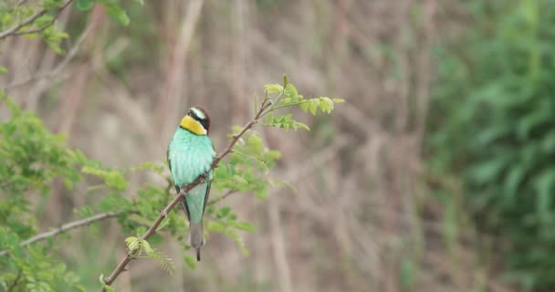European bee-eater landing on a green locusts twig with thorns and leaves. — Stock Video