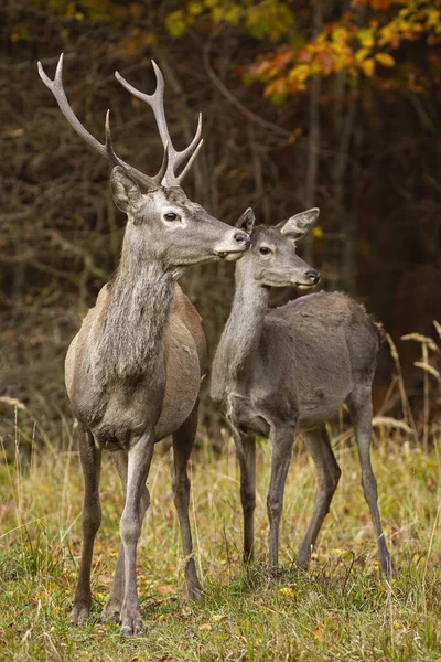 Coppia di cervi rossi che guardano sul campo in autunno natura — Foto Stock