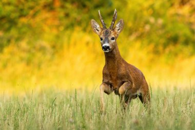 Roe deer buck running on a meadow sunlit by evening light in summer nature clipart