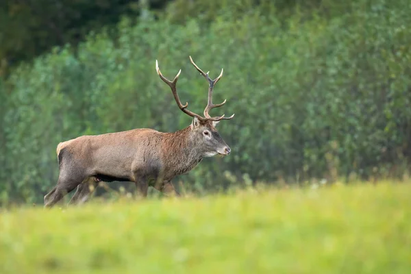 Majestoso veado vermelho caminhando em um prado verde com floresta no fundo — Fotografia de Stock