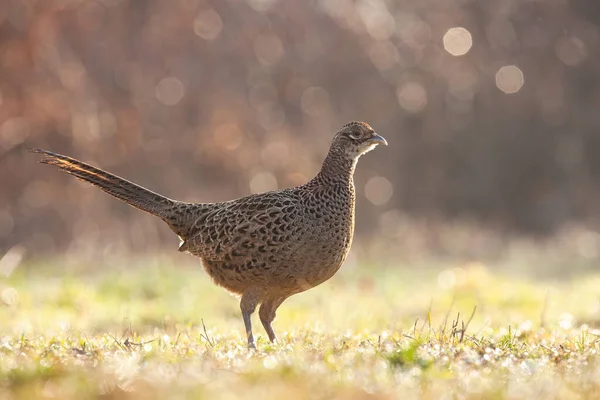 Waarschuw gewone fazant vrouwtje staand op een groen gras nat van dauw in het voorjaar — Stockfoto