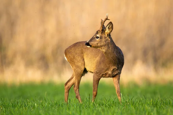 Nieuwsgierig reeën hert terugkijkend over schouder op een groen gras in het voorjaar natuur — Stockfoto