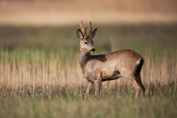Buck veado Roe com novos chifres crescendo em pé em um prado na natureza primavera — Fotografia de Stock
