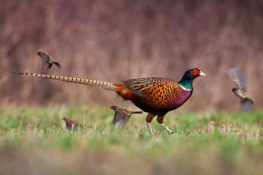 Common pheasant walking on meadow in springtime nature clipart
