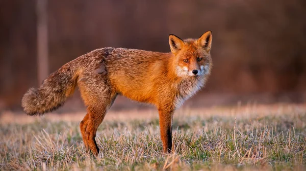 Fluffy volpe rossa cercando om prato in autunno luce del mattino — Foto Stock