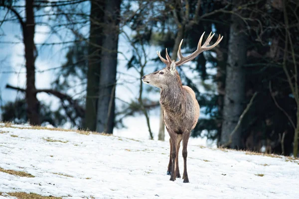 在森林冬季自然中观赏雄伟的红鹿 — 图库照片