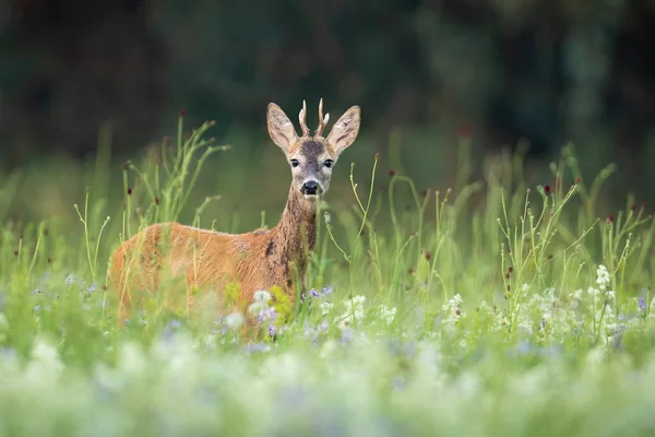 Sorpreso capriolo cervo nascondendo nella vegetazione alta e guardando nella fotocamera — Foto Stock