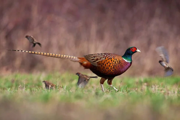 Common pheasant walking on meadow in springtime nature — Stock Photo, Image