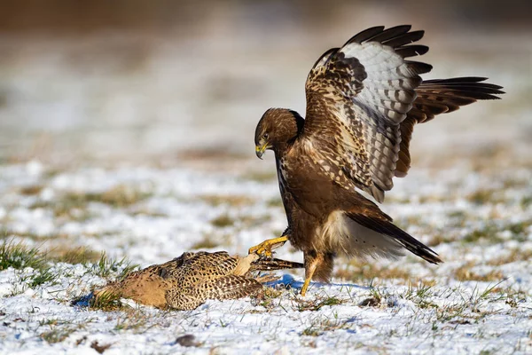 Majestic common buzzard ready to leave with its dead prey from the snowy meadow. — Stock Photo, Image
