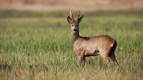 Interessado corça cervo buck assistindo em um prado com grama verde na primavera. — Fotografia de Stock