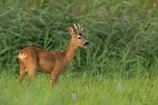 Roe jelen dolar žvýkání na travnatých porostech v letní přírodě — Stock fotografie