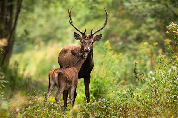 Yazın ormanda öpüşen birkaç kızıl geyik. — Stok fotoğraf