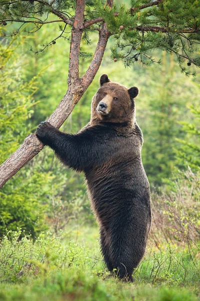 Majestatyczny niedźwiedź brunatny stojący latem pionowo w lesie — Zdjęcie stockowe