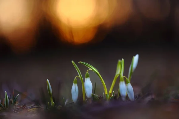 Snowdrops growing from the earth in springtime nature — 스톡 사진