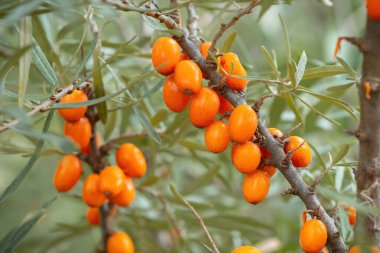 Taze deniz dikenleri sonbahar doğasında dallarda büyür.