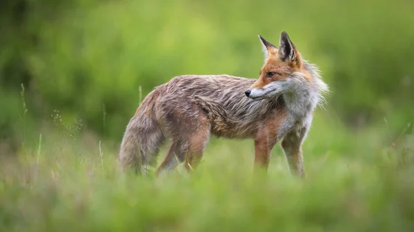 Volpe rossa che osserva sui prati nella natura primaverile — Foto Stock