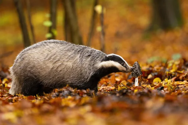 Adorable tejón europeo olfateando hongos forestales con su nariz en otoño —  Fotos de Stock