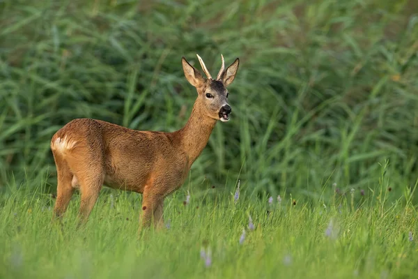 Roe herten bok staande op grasland in de zomer natuur — Stockfoto