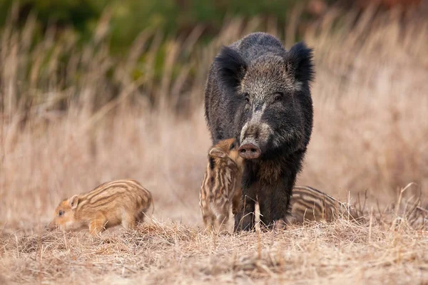 Familie Wildschweine steht im Herbst auf der Wiese — Stockfoto