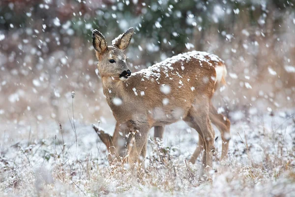 Cervo-de-roe observando no campo na nevasca no inverno. — Fotografia de Stock