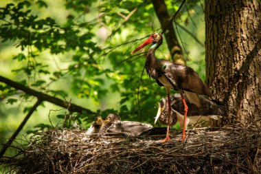 Family black stork standing in nest on summer light clipart