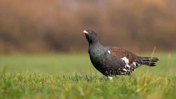 Western capercaillie looking on meadow in autumn nature — Stock Photo, Image