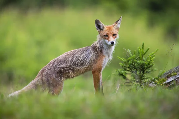Magra volpe rossa in piedi sul prato nella natura estiva — Foto Stock