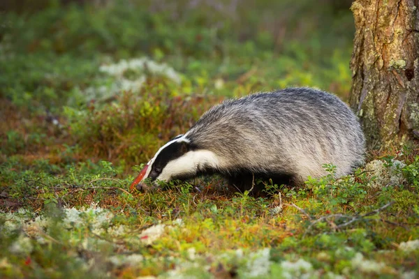 Curious european badger sniffing around fly agaric and mountain cranberries — Stock Photo, Image