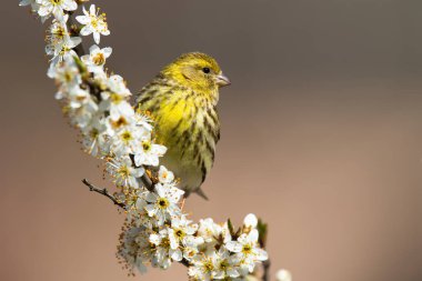 Bahar zamanı çiçek açan kiraz dalında oturan Avrupalı dişi serin.