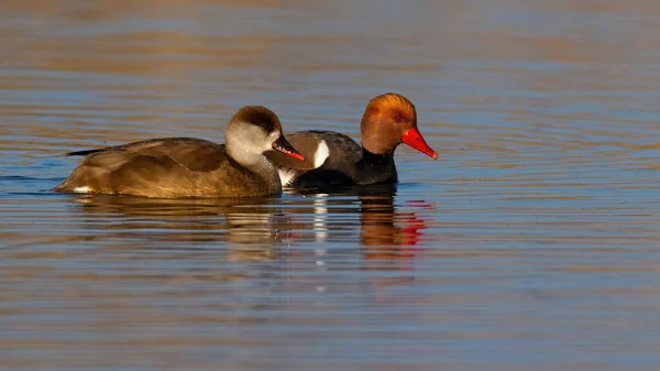 Two red-crested pochards swimming on water surface illuminated by morning sun — Stock Photo, Image