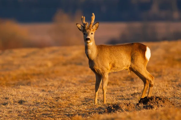 Ciervo de corzo parado en el campo seco en la naturaleza primaveral — Foto de Stock