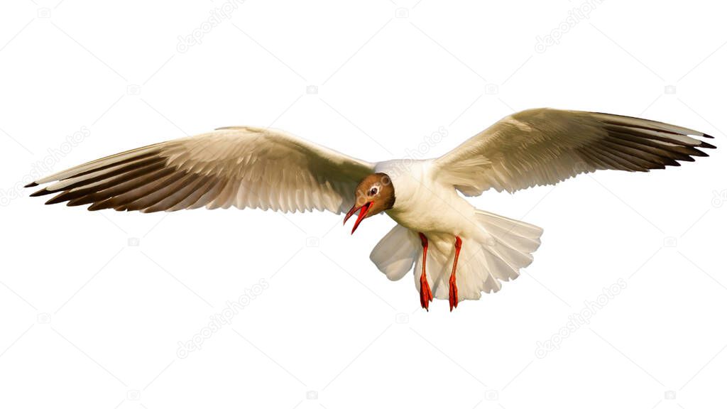 Black-headed gull with open wing isolated on white background