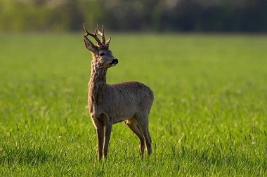 Yeşil çayırlarda duran ve baharda etrafa bakan geyik boynuzu.