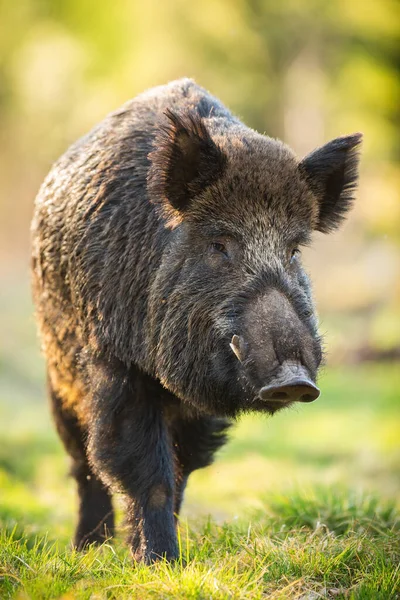 Wild boar male moving forward on meadow in springtime nature — Stock Photo, Image